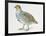 Close-Up of a Grey Partridge (Perdix Perdix)-null-Framed Giclee Print