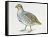 Close-Up of a Grey Partridge (Perdix Perdix)-null-Framed Stretched Canvas