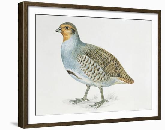Close-Up of a Grey Partridge (Perdix Perdix)-null-Framed Giclee Print