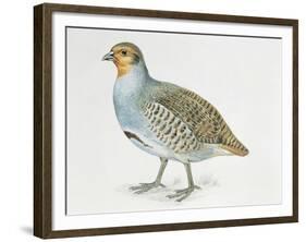 Close-Up of a Grey Partridge (Perdix Perdix)-null-Framed Giclee Print