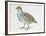 Close-Up of a Grey Partridge (Perdix Perdix)-null-Framed Giclee Print