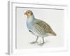 Close-Up of a Grey Partridge (Perdix Perdix)-null-Framed Giclee Print