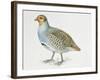 Close-Up of a Grey Partridge (Perdix Perdix)-null-Framed Giclee Print