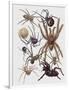 Close-Up of a Group of Araneae Spiders-null-Framed Premium Giclee Print