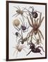 Close-Up of a Group of Araneae Spiders-null-Framed Premium Giclee Print