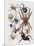 Close-Up of a Group of Araneae Spiders-null-Mounted Premium Giclee Print