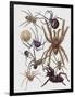 Close-Up of a Group of Araneae Spiders-null-Framed Premium Giclee Print