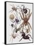 Close-Up of a Group of Araneae Spiders-null-Framed Stretched Canvas