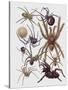 Close-Up of a Group of Araneae Spiders-null-Stretched Canvas