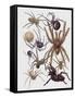 Close-Up of a Group of Araneae Spiders-null-Framed Stretched Canvas