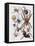 Close-Up of a Group of Araneae Spiders-null-Framed Stretched Canvas