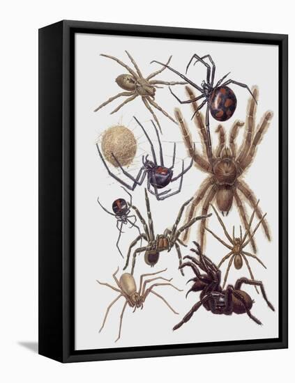 Close-Up of a Group of Araneae Spiders-null-Framed Stretched Canvas