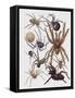 Close-Up of a Group of Araneae Spiders-null-Framed Stretched Canvas