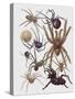 Close-Up of a Group of Araneae Spiders-null-Stretched Canvas