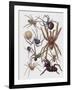 Close-Up of a Group of Araneae Spiders-null-Framed Giclee Print