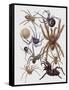 Close-Up of a Group of Araneae Spiders-null-Framed Stretched Canvas