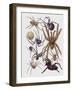 Close-Up of a Group of Araneae Spiders-null-Framed Giclee Print