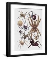 Close-Up of a Group of Araneae Spiders-null-Framed Giclee Print