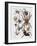 Close-Up of a Group of Araneae Spiders-null-Framed Giclee Print