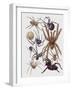 Close-Up of a Group of Araneae Spiders-null-Framed Giclee Print