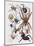 Close-Up of a Group of Araneae Spiders-null-Mounted Giclee Print