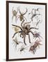 Close-Up of a Group of Argiope Spiders-null-Framed Premium Giclee Print