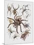 Close-Up of a Group of Argiope Spiders-null-Mounted Premium Giclee Print