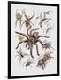 Close-Up of a Group of Argiope Spiders-null-Framed Premium Giclee Print