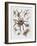 Close-Up of a Group of Argiope Spiders-null-Framed Giclee Print