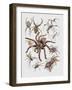 Close-Up of a Group of Argiope Spiders-null-Framed Giclee Print