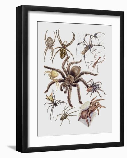 Close-Up of a Group of Argiope Spiders-null-Framed Giclee Print