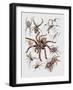 Close-Up of a Group of Argiope Spiders-null-Framed Giclee Print