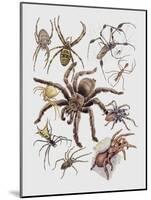 Close-Up of a Group of Argiope Spiders-null-Mounted Giclee Print