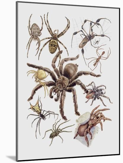 Close-Up of a Group of Argiope Spiders-null-Mounted Giclee Print