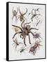 Close-Up of a Group of Argiope Spiders-null-Framed Stretched Canvas