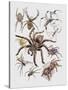 Close-Up of a Group of Argiope Spiders-null-Stretched Canvas