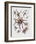 Close-Up of a Group of Argiope Spiders-null-Framed Giclee Print