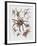 Close-Up of a Group of Argiope Spiders-null-Framed Giclee Print