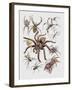 Close-Up of a Group of Argiope Spiders-null-Framed Giclee Print