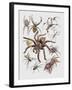 Close-Up of a Group of Argiope Spiders-null-Framed Giclee Print