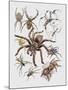 Close-Up of a Group of Argiope Spiders-null-Mounted Giclee Print