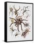 Close-Up of a Group of Argiope Spiders-null-Framed Stretched Canvas