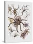 Close-Up of a Group of Argiope Spiders-null-Stretched Canvas