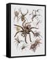 Close-Up of a Group of Argiope Spiders-null-Framed Stretched Canvas