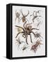 Close-Up of a Group of Argiope Spiders-null-Framed Stretched Canvas
