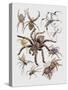 Close-Up of a Group of Argiope Spiders-null-Stretched Canvas