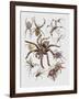 Close-Up of a Group of Argiope Spiders-null-Framed Giclee Print