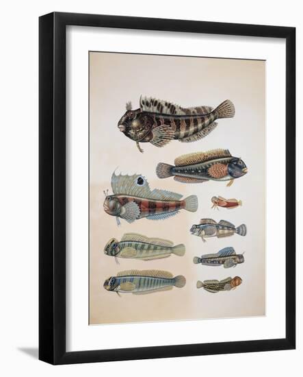 Close-Up of a Group of Blenny Fish-null-Framed Giclee Print