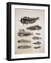 Close-Up of a Group of Blenny Fish-null-Framed Giclee Print