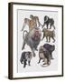 Close-Up of a Group of Cercopithecidaes-null-Framed Giclee Print